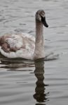 Photo Of A Trumpeter Swan Swimming In Lake Stock Photo