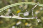 Empusa Pennata Stock Photo