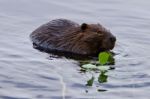 Beautiful Isolated Photo Of A Beaver Eating Leaves In The Lake Stock Photo