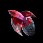 Betta Fish On Black Stock Photo