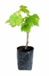 Sapling Grape Isolated On The White Background Stock Photo