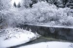 Snowy Forest In A Winter Day Stock Photo