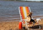 Mongrel Dog On The Beach Stock Photo