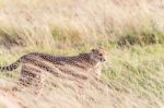 Cheetah In Serengeti Stock Photo