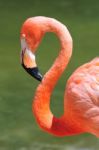 Flamingo Stock Photo