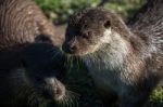 Eurasian Otter (lutra Lutra) In Natural Habitat Stock Photo