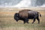 American Bison (bison Bison) Stock Photo