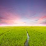 Beauty Agriculture Rice Green Field At Evening Stock Photo