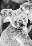 Koala In A Eucalyptus Tree. Black And White Stock Photo