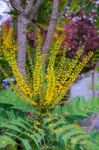 Mahonia X Media Charity  Flowering In Autumn In East Grinstead Stock Photo