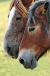 Horses Stock Photo