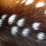 Spotted Deer Skin Stock Photo