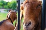 Goat In The Farm Stock Photo