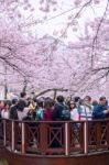 Jinhae,korea - April 4 : Jinhae Gunhangje Festival Is The Largest Cherry Blossom Festival In Korea.tourists Taking Photos Of The Beautiful Scenery Around Jinhae,korea On April 4,2015 Stock Photo