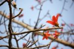 Bombax Ceiba Tree Stock Photo