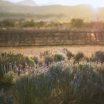 Beautiful Deep Purple Lavender Plants In Nature Stock Photo