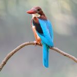 White-throated Kingfisher Stock Photo