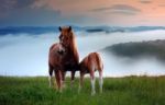 Horse And A Foal Stock Photo