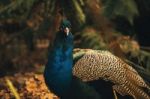 Beautiful Colourful Peacock Outdoors In The Daytime Stock Photo