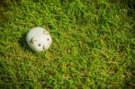 Piggy Bank Stock Photo