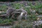 Otters Stock Photo