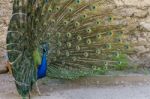 Peacock Bird Showing Off His Beautiful Feathers Stock Photo