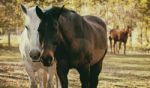 Horses In The Paddock Stock Photo