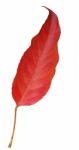 Red Leaf Stock Photo