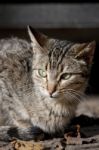 Domestic Cat Stock Photo