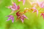 Red Young Leaves Maple In Spring Stock Photo