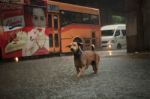 Bangkok Thailand - Sep14  : Steet Dog Crossing Sudden Flood Afte Stock Photo