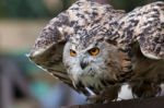 Eurasian Eagle-owl (bubo Bubo) Stock Photo