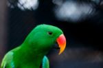 Green Electus Parrot Head Stock Photo