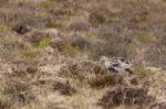 Eurasian Curlew (numenius Arquata) Stock Photo