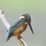 Common Kingfisher Stock Photo