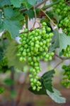 Young Green Grapes Stock Photo