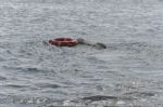 Rescue Dog Swimming With A Life Jacket Stock Photo