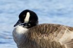 Portarait Of The Beautiful Canada Goose Stock Photo