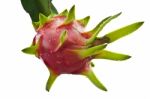 Dragon Fruit On Tree Isolate On White Background Stock Photo