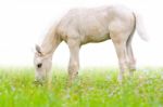 Horse Foal In Grass Isolated On White Stock Photo