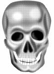 Skull Stock Photo