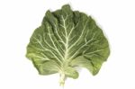 Green Cabbage Leaf Stock Photo