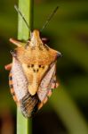 Carpocoris Mediterraneus Stock Photo