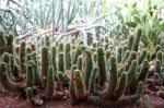 Cacti Stock Photo