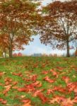 Autumn Foliage Near To Far Stock Photo