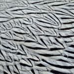 Silver Pheasant Feathers Stock Photo