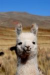 Llama Stock Photo