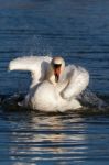 Mute Swan (cygnus Olor) Stock Photo