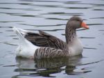 Bean Goose Stock Photo