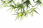 Bamboo Leaves Isolated On White Stock Photo